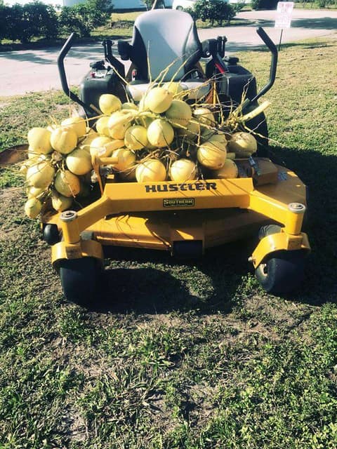 An Outfront Landscaping mower loaded with coconuts cleared from a job