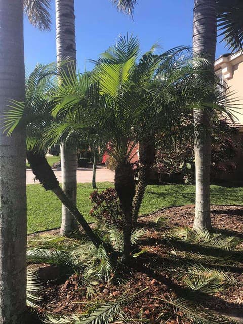 Landscaping in Atlantis, Florida