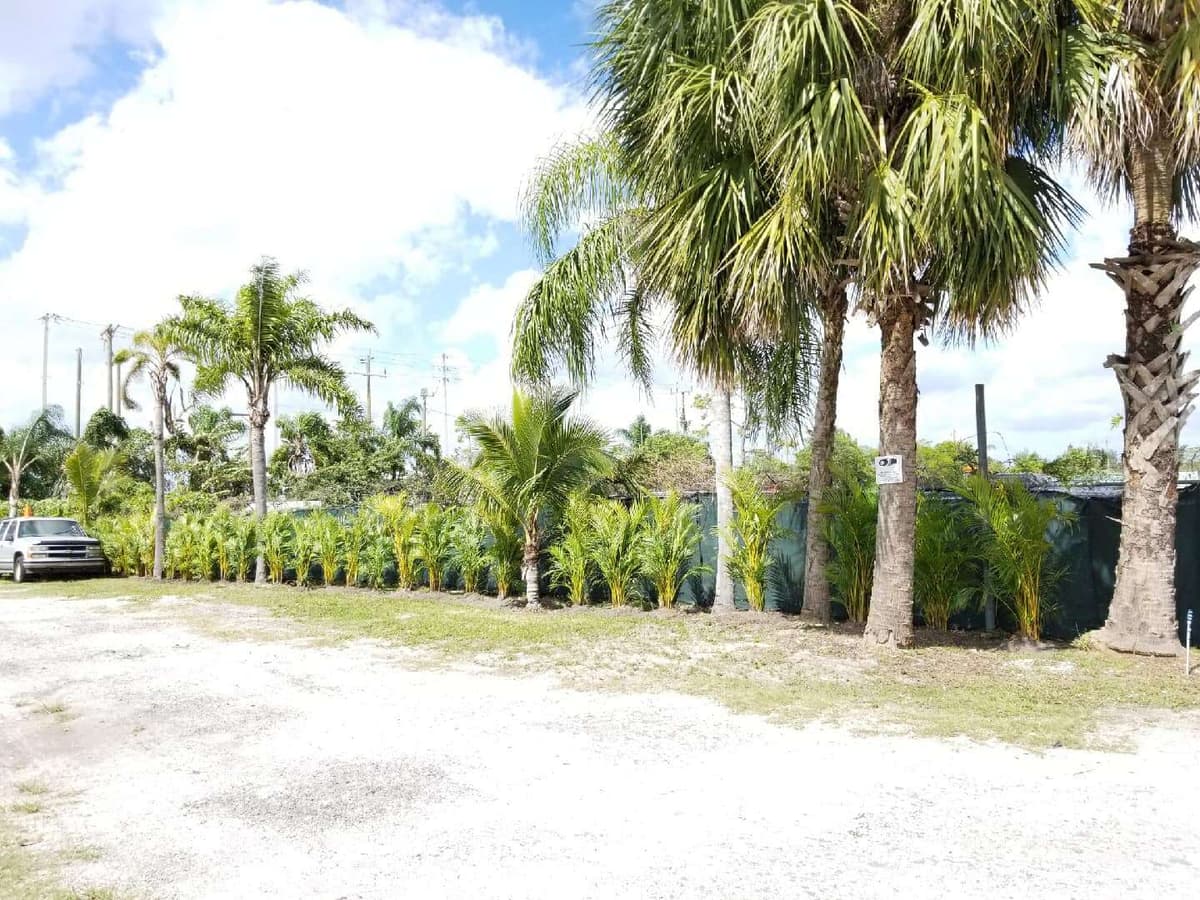 A row of palms installed by the Outfront Landscaping crew