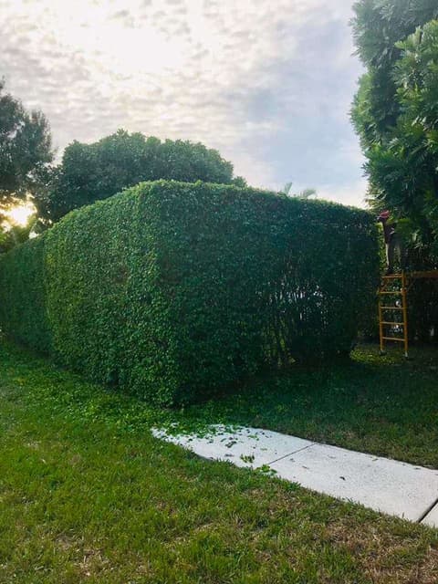 Maintained lawn and planting beds at a Florida home