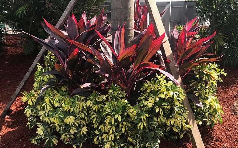 Seasonal Color & Annual Flowers in Lake Worth, Florida